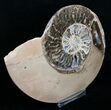 / Choffaticeras Ammonite (Half) - Morocco #3971-2